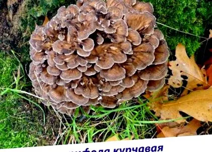 ксилотрофи познайомтесь