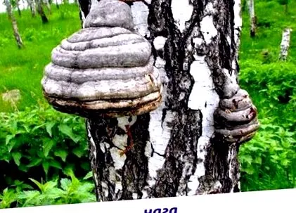 познайомтесь ксилотрофи