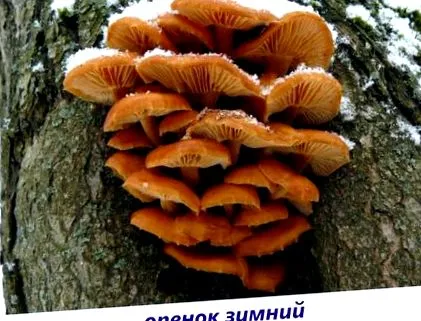 ксилотрофи ксилотрофи