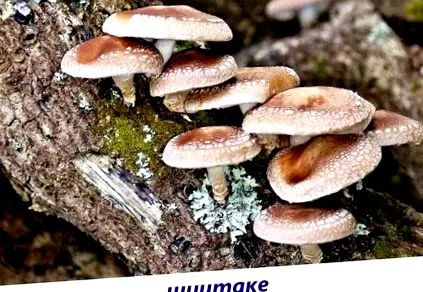 ксилотрофи познайомтесь