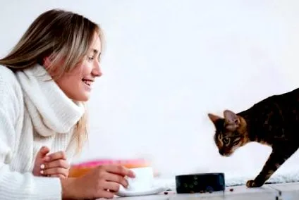 дієта котів