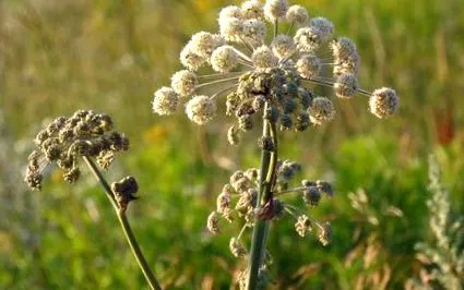angelica