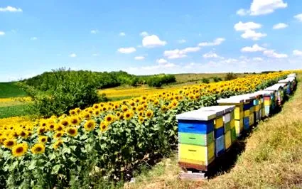 напоготові