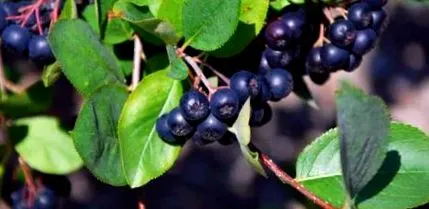aronia