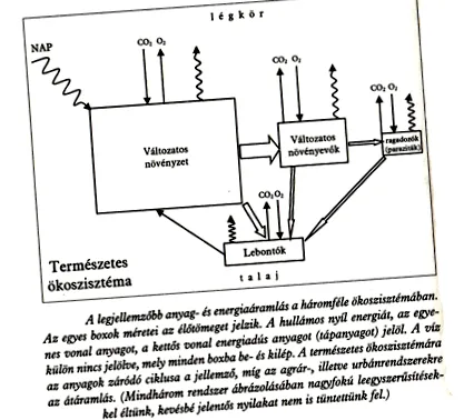 corpului corpului