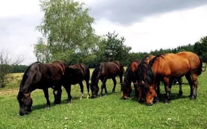 конете което също