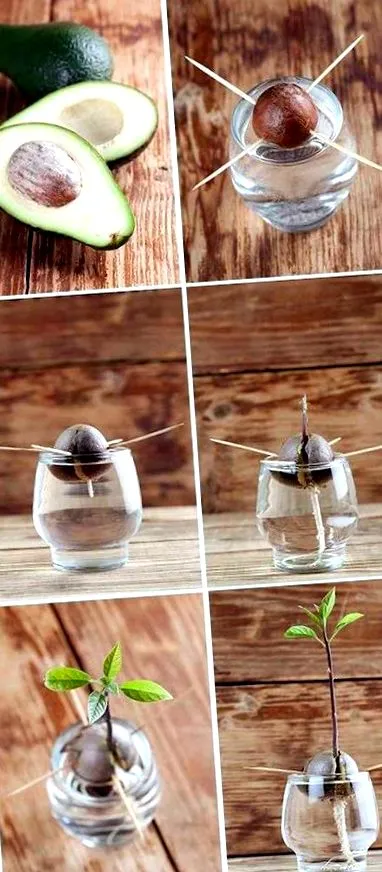 avokádó nemcsak avokádóval