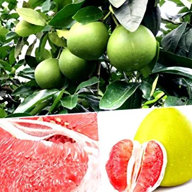 található C-vitamin