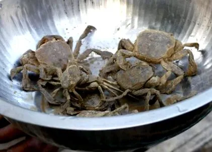 nélküli