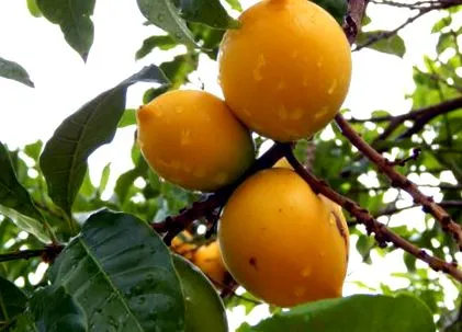 fruit