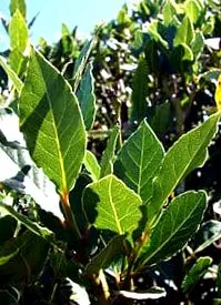 leaf