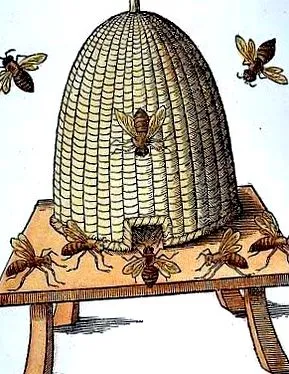 пчелните