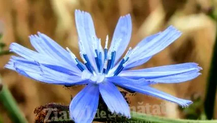 csodálatos