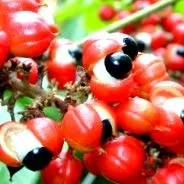 guarana