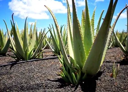aloe vera