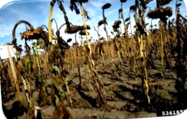 agriscience