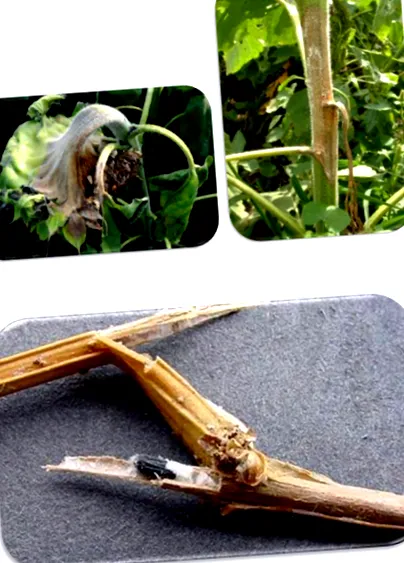 agriscience