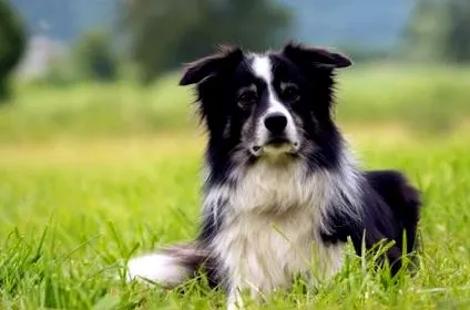 színek collie