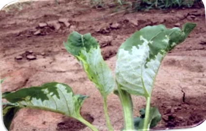 agriscience