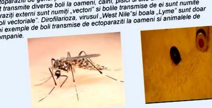 okozott