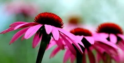 plante