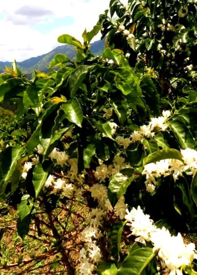arabica