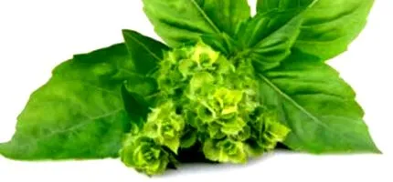 bazsalikom ocimum