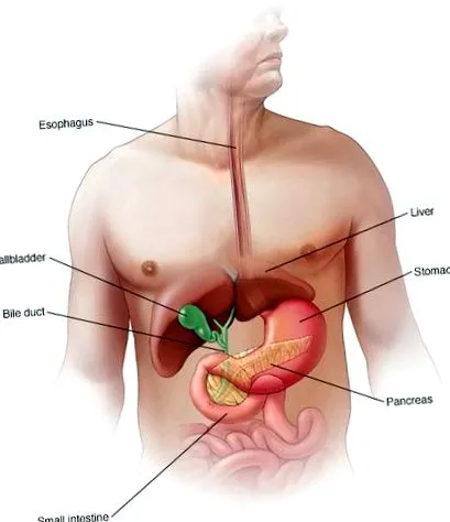 pancreas