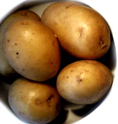 burgonya
