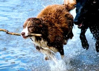 собаки