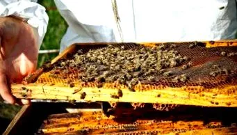 продукти амарант