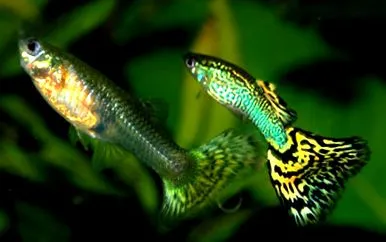 aquaguru aquaguru