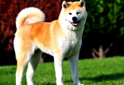 съвети akita