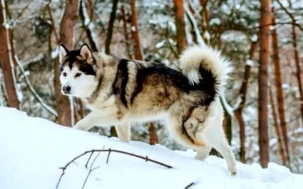 alaskan
