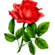 імбирний