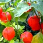 physalis-szal