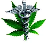 kender Cannabis sativa