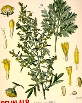 annua édes