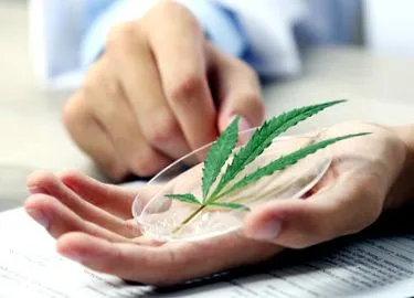 Cannabis sativa