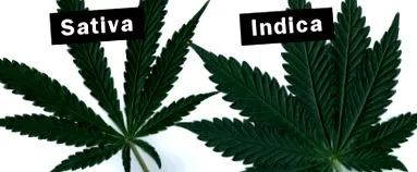Cannabis sativa