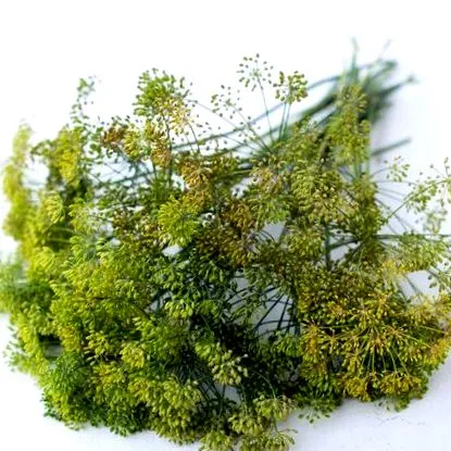 kaportea