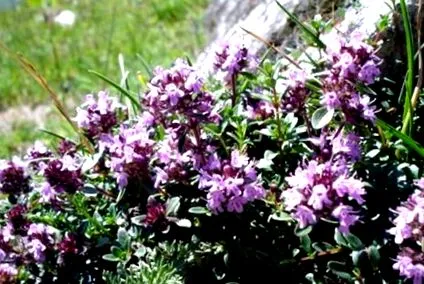 biaplant
