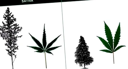Cannabis sativa