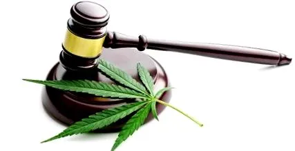 kender Cannabis sativa