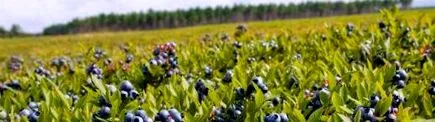 ellenjavallatok ellenjavallatok
