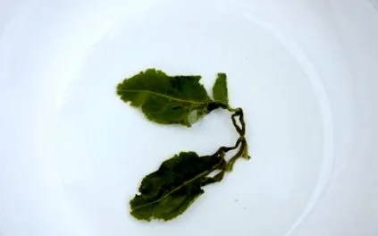 kokoon