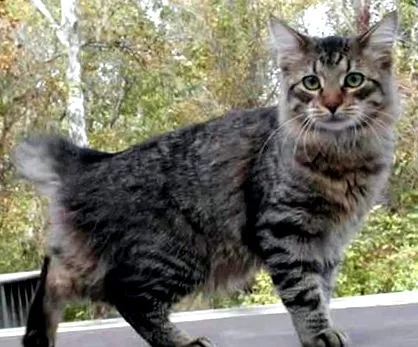 раси