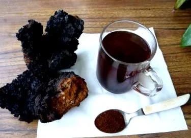 chaga obliquus
