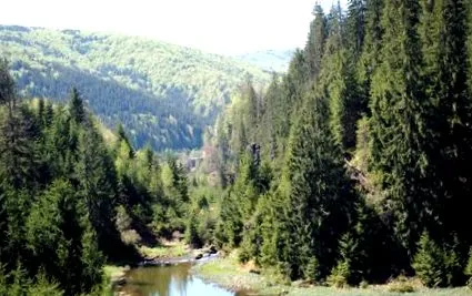 чеиле