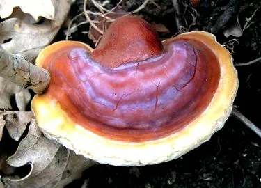 gomba
